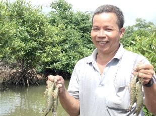 Разведение аквапродуктов содействует восстановлению мангровых лесов в провинции Чавинь - ảnh 3